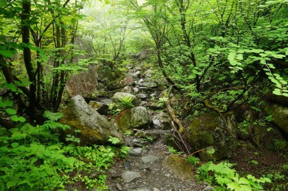 大樺沢から少し離れた樹林の中の道。大樺沢に流れ込む支流をいくつか渡ります。