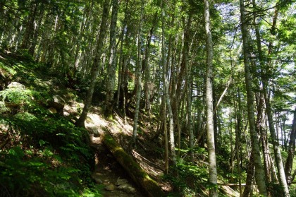 針葉樹の斜面。林学の本によると、野呂川沿いの木は戦後に皆伐されたそうで、現在の樹林は皆伐後に自然発生した二次林、ないし三次林の様です。木の密度が高いのですが、原生林ではありません。