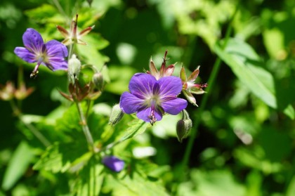 グンナイフウロウ。7月下旬の北岳の登山道で最も目立つ花の一つです。