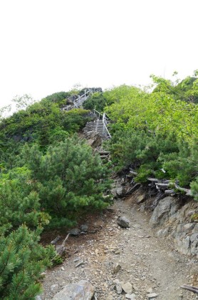ハイマツの中の岩に設けられた階段。
