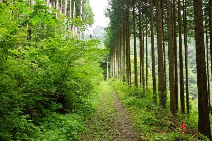 都民の森の中の道に比べると、整備は行き届いていません。それでも、平均的な登山道よりは歩きやすいでしょう。