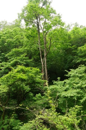 三頭山の都民の森は、限りなく原生林に近い自然林です。ブナを始め都内では珍しい樹木の大木が見られます。