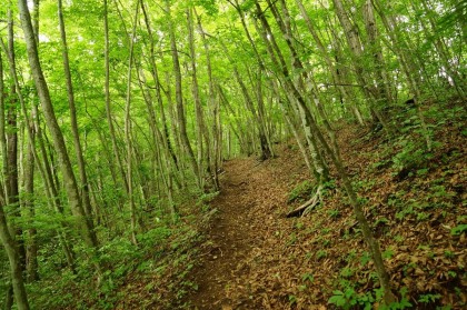 樹木の密度の高い森林ですが、どの木も幹が細く、おそらく皆伐された後の二次林、三次林なのでしょう。