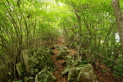 鶴峠下る稜線の上の道。