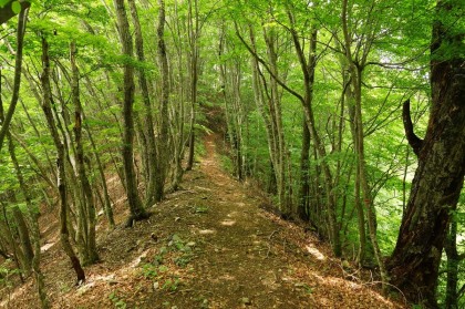 狭い尾根の上の道ですが、荒れている箇所はありません。