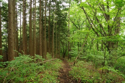 南側の斜面は杉と檜の植栽林。右が広葉樹の自然林。