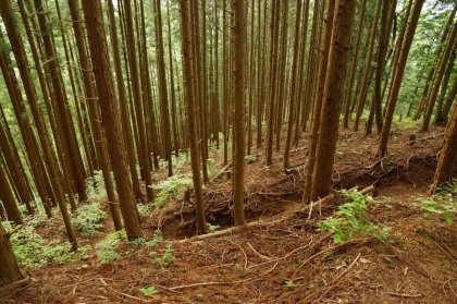 植栽林の薄暗い林。