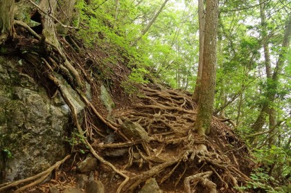 愛宕神社を過ぎると登山道となります。