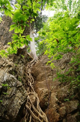 木の根が絡んだ岩盤。
