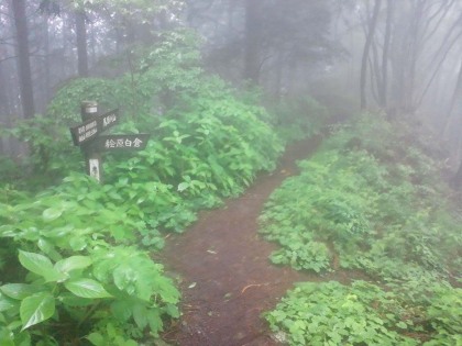 馬頭刈尾根には左右から道が合流しています。