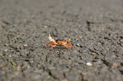 車道を横切るサワガニ。親指の爪くらいの大きさなのですが、ハサミで威嚇をしています。