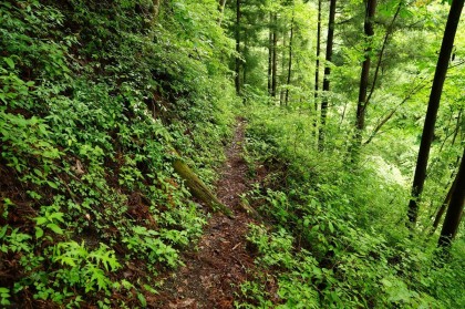 林道を終えるといよいよ登山道。