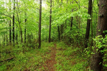 踏み跡の様な登山道を進みます。