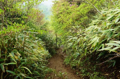 大峠に下ります。雁ヶ原摺山に登る登山者の大半はこのルートを往復するようです。