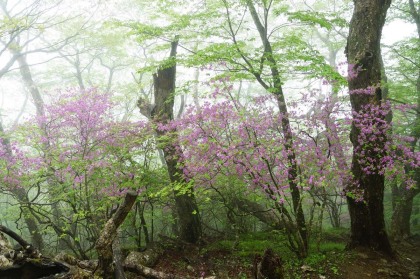 大菩薩連嶺はミツバツツジの多い山です。初夏はミツバツツジの花の見頃です。