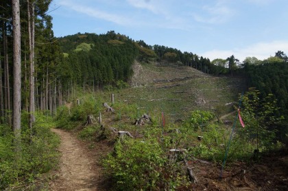 日の出山の登り口。この伐採跡から先は、遊歩道がいくつもあって絡み合った複雑な道となっています。