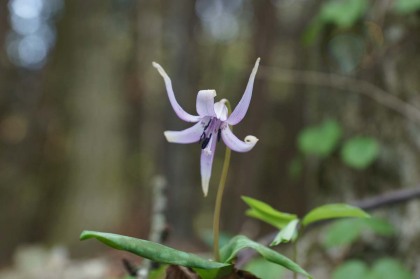 季節外れのカタクリの花が咲いていました。普通は4月に咲く花なので、この年の春先の平均気温の低さが分かります。