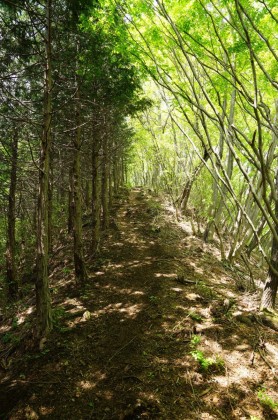 左が杉と檜の植栽林、右が広葉樹の自然林。植栽林と自然林は左右交互に入れ替わったり、自然林のみ、植栽林のみと言う中を通ったりもします。