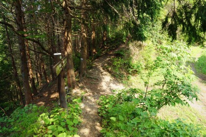 平行して走る林道が右手に見えます。左には小下沢に下る道が分岐しています。