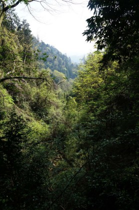 原生林に近い深い樹林の景観が楽しめます。原生林とは人の手の全く入っていない森林のことで、高尾山の樹林はわずかしか人の手が入っていません。