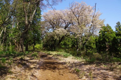 桜の咲く歩道。