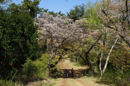 稜線の上の山桜がまだ咲いていました。