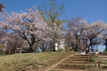 小仏城山の山頂。ソメイヨシノと山桜が混じって咲いています。