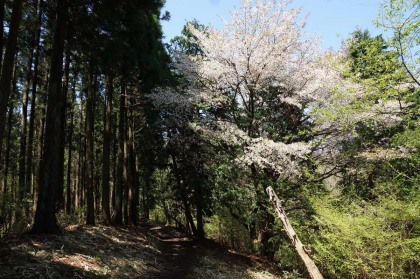 景信山から先は、山桜の数は少なくなります。