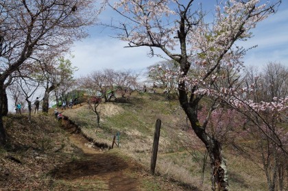 陣馬山の山桜。