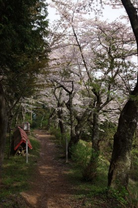 神社の桜並木。