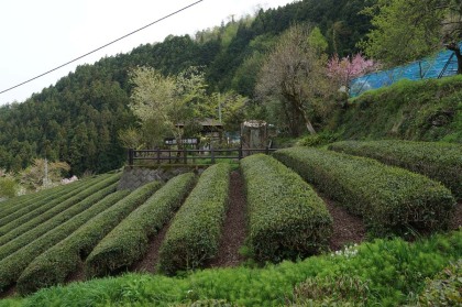 茶畑。