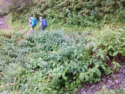 アザミ沢のなまえの通りアザミの群生のある沢です。