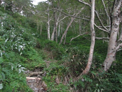 岳樺の林。