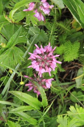 ヨツバシオガマ。小太郎尾根は高山植物の花が多く見られます。