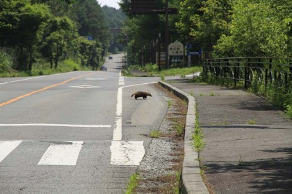 野生の狸、もしくは穴熊。