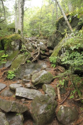 岩の上に木の根が網の様に覆っています。かつては土砂で覆われていた岩が、人が歩く事で雨水で流失してしまって裸となった様です。