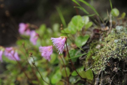 コイワカガミのピンク色の花。この花は南八ヶ岳と北八ヶ岳の全体で見られました。