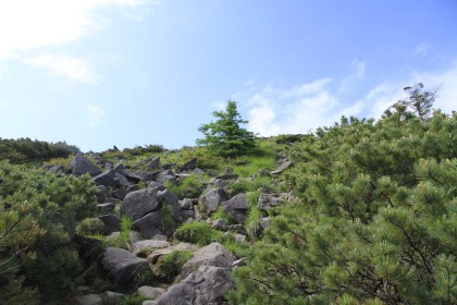 ハイマツに覆われた編笠山。