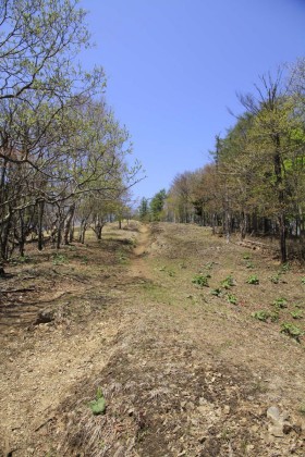 石尾根の登山道は、防火線のなかに設けられているらしく、左右は樹林ですが、前後は広く視界が開けていました。