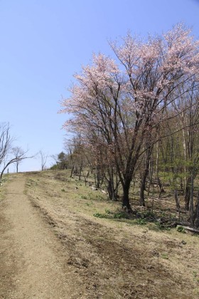山桜の花。5月中旬でも六分咲きか八分咲きでした。