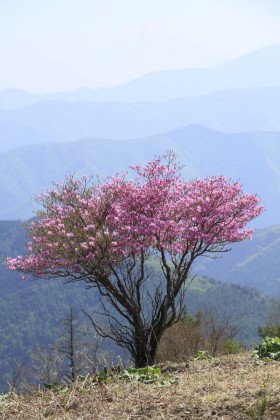 躑躅の花。