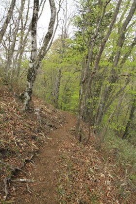 赤鞍ヶ岳から菜畑山まで痩せた稜線の上の道を通ります。登り下りの多い区間です。
