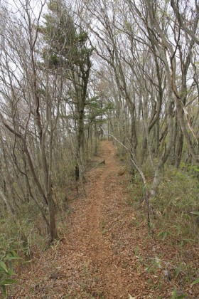 菜畑山から今倉山までは登り勾配の道です。一日の最後に最高地点を越えるので、少し堪えました。