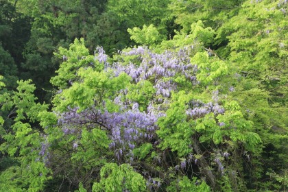 藤の花。