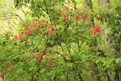 ヤマツツジの花。