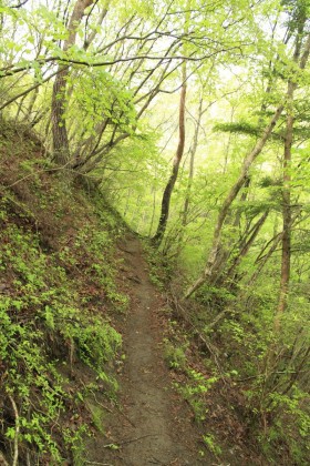 御前山を西に下ると、枯れた沢沿いの道を歩いて、尾根に出ます。