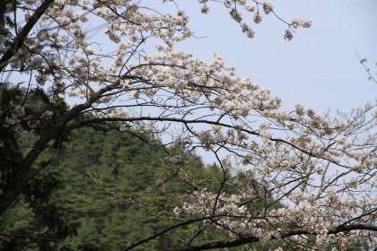 山桜の花。