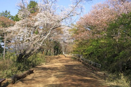 紅葉台の山桜。
