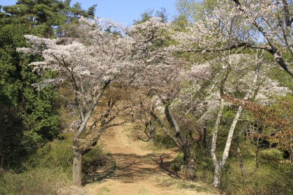 高尾山から北西に登り稜線の上の山桜は満開でした。