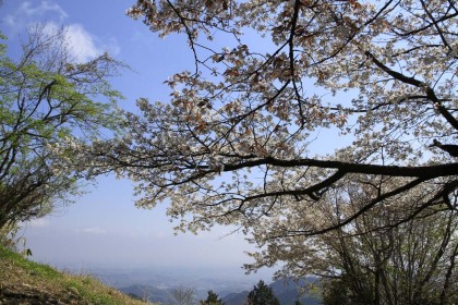 景信山の山桜。